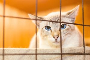 empresas estão lucrando com o aluguel de gatoeiras para captura de gatos