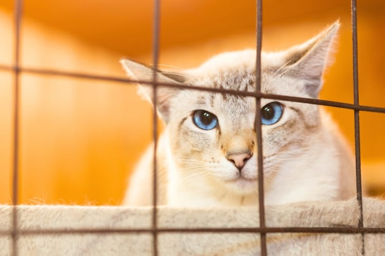 empresas estão lucrando com o aluguel de gatoeiras para captura de gatos