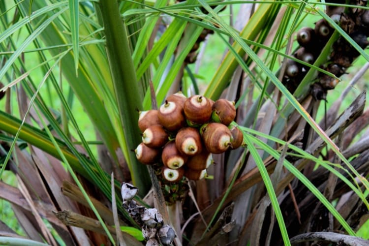 produtos derivados do babaçu