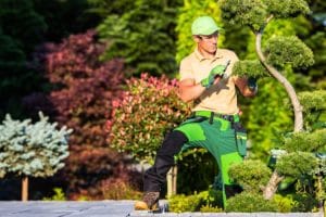 qual o valor da poda de uma árvore