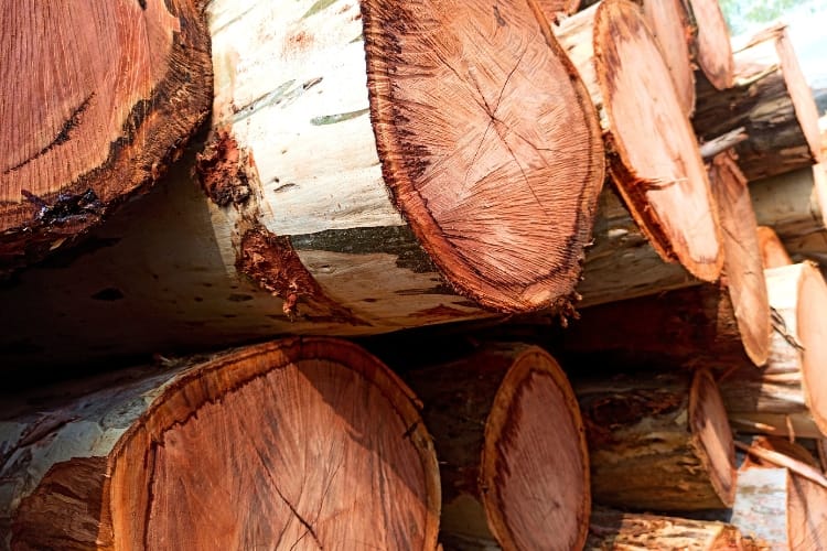 Biomassa de eucalipto